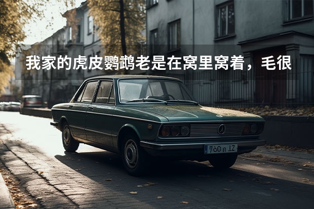 我家的虎皮鹦鹉老是在窝里窝着,毛很蓬,有时还吐小米,屁股附近的毛掉光了,该怎么治,急急急急急急急急。